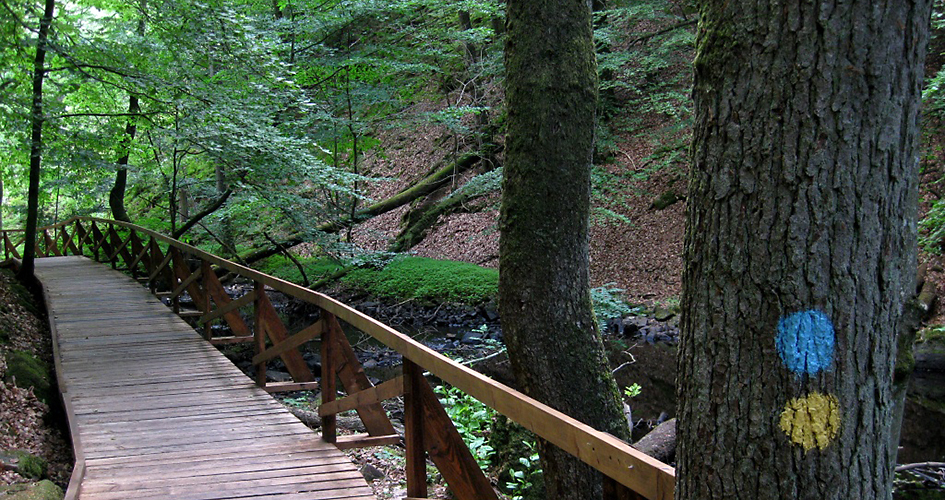 accessible wooden path with railing