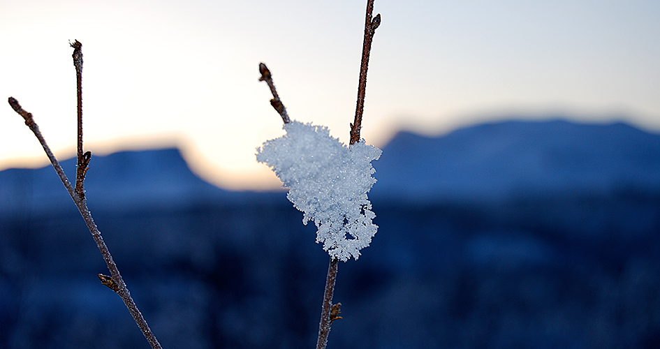 Snow on a branch with Lapporten in the background.