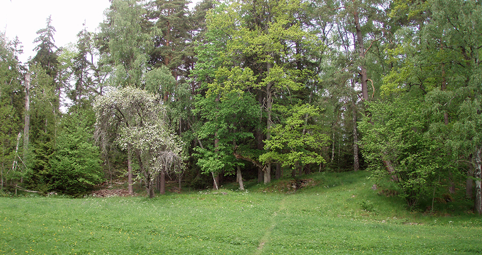 Adams äng - en grön glänta med lövträd och några barrträd runt om.