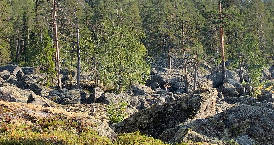 Blockhav och jätteblock av sten framför en karg skog.