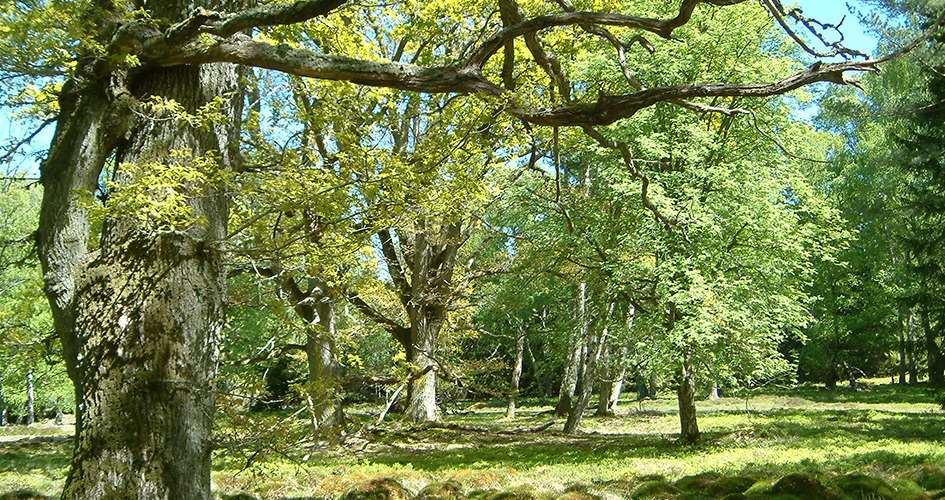 Grön ängsmark med lövträd.