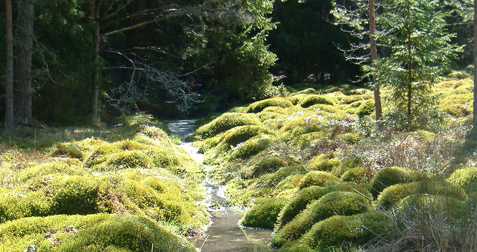 Old cultivated land - moss-covered land at forest edges.