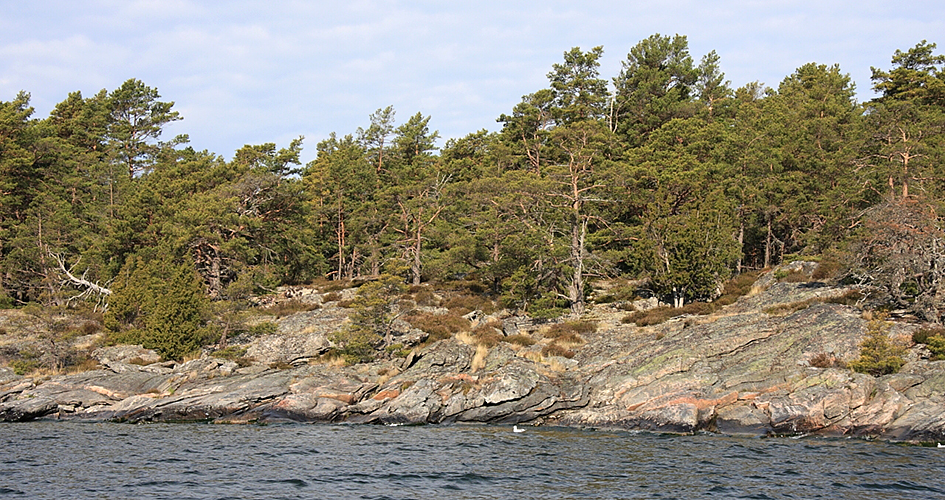 Tallskog som växer på karga klippor på Djurö nationalpark.