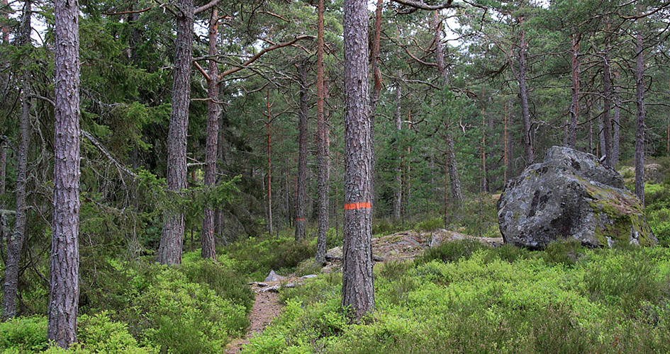 Vandringsled i skogen med orange markering på ett träd.