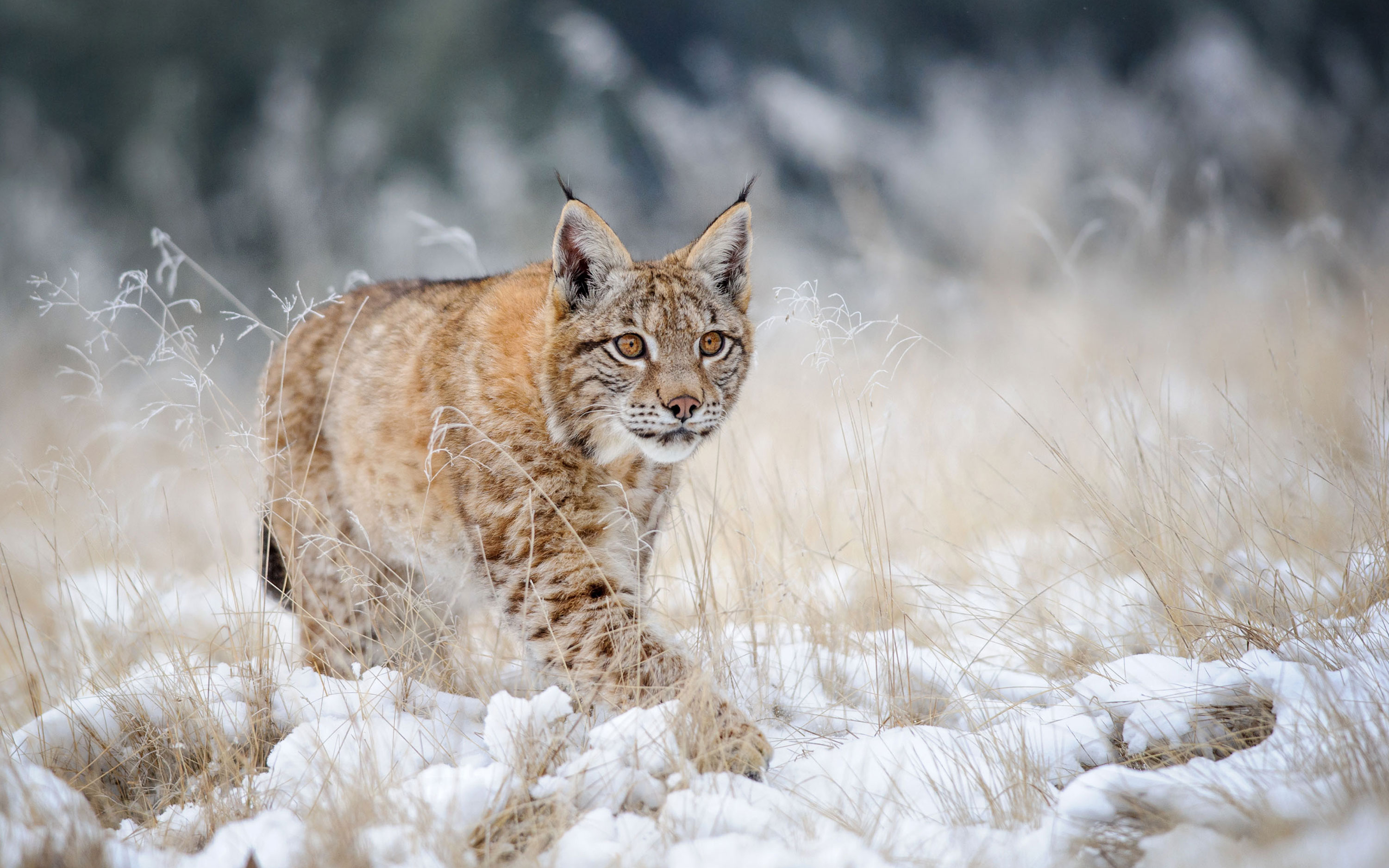 A lynx sneaks in the snow.
