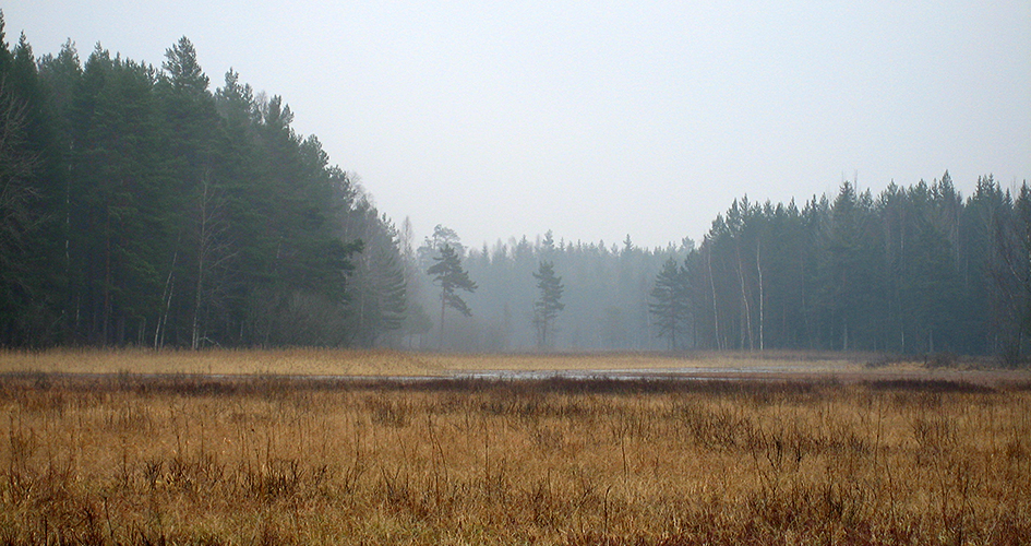 Dimma över våt gräsmark och höga barrträd.