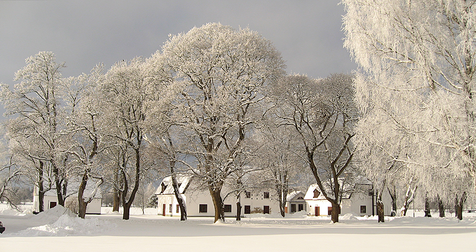 En grupp hus bland höga, snötäckta träd.