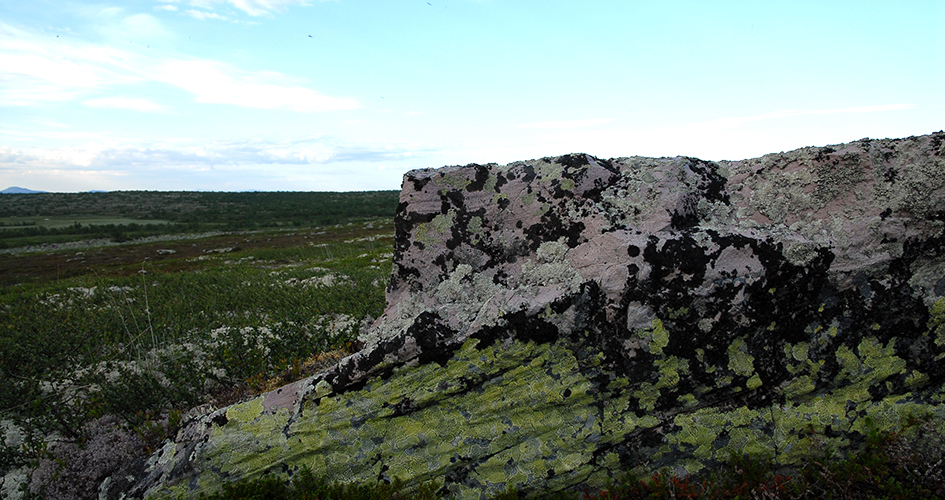 En stor sten där olika lavar växer. 