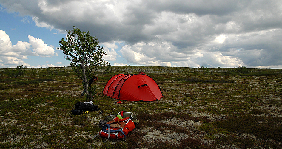 Ett rött tält bredvid ett lågt träd på fjället.