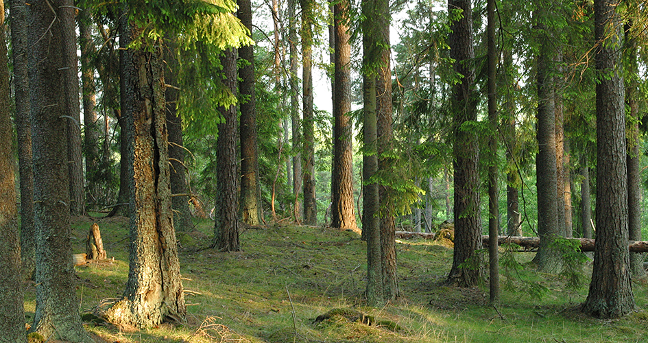 Sunlit spruce trunks in spruce forest.