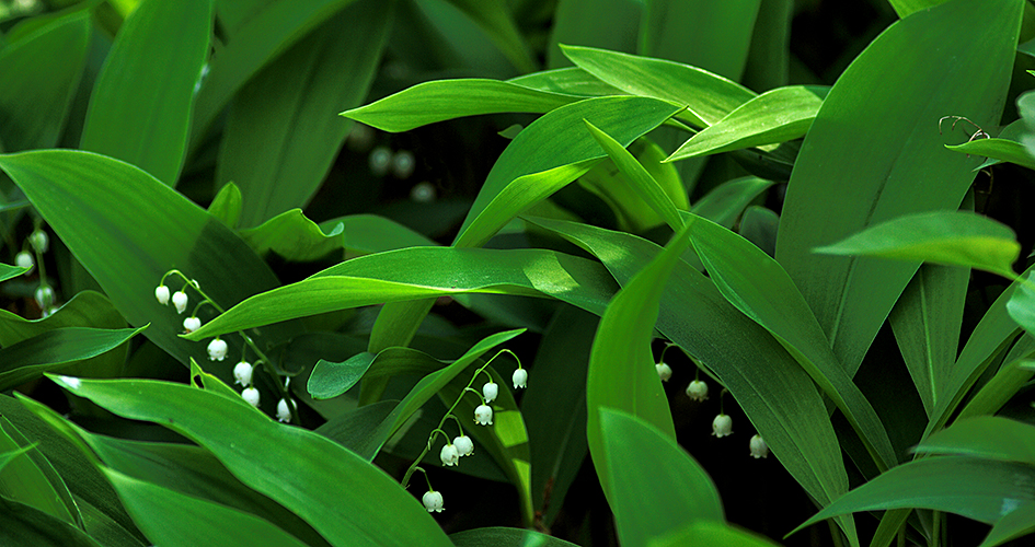 Lily of the valley.