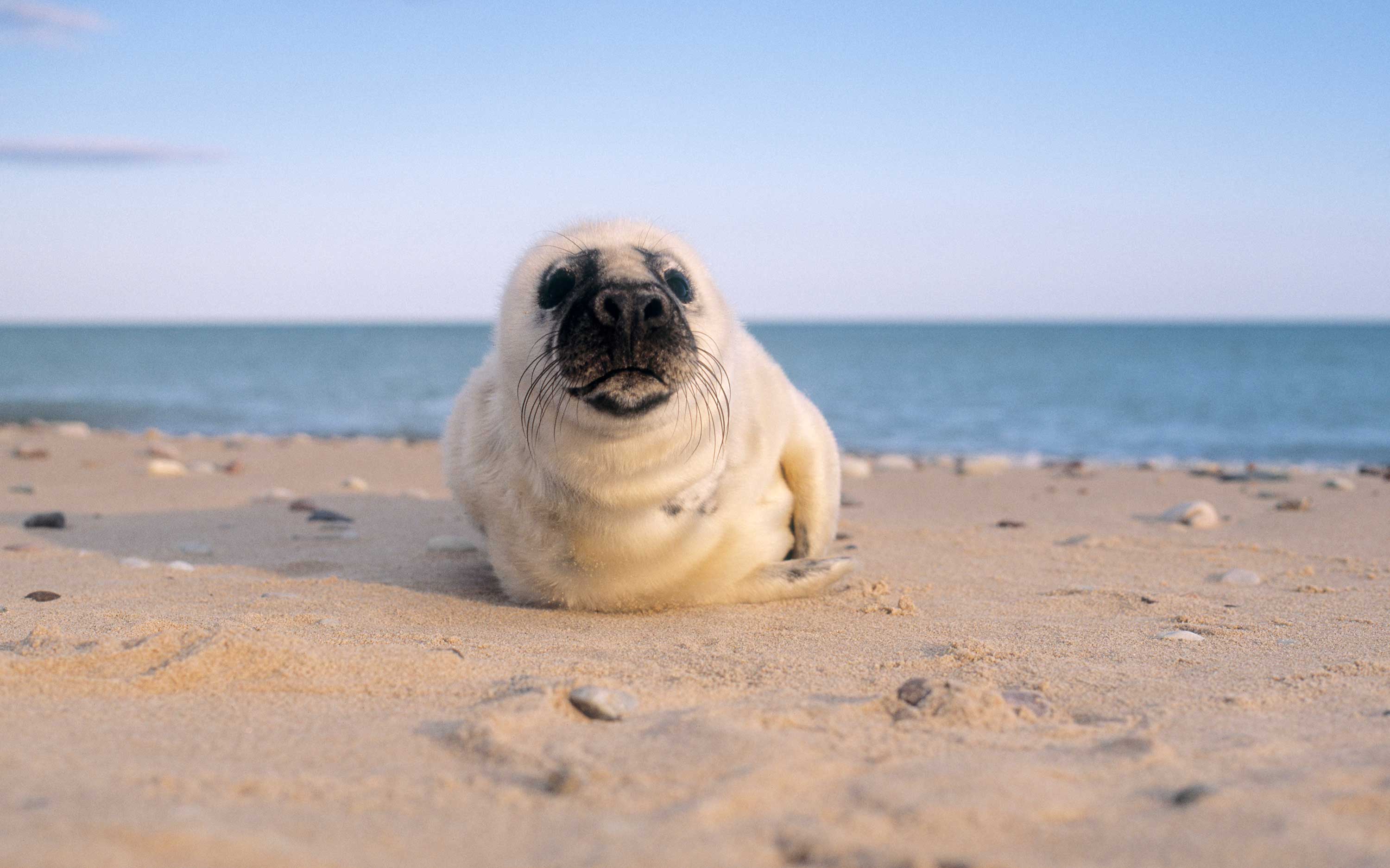 Ein Robbenwelpe befindet sich an einem Sandstrand mit dem Meer im Hintergrund.