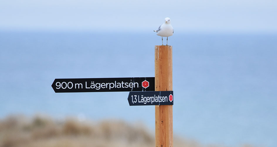 Seagull sitting on information sign with the sea in the background.