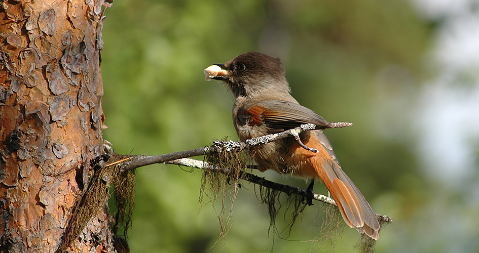 Brun fågel med orangea inslag, en lavskrika, sitter på trädkvist.