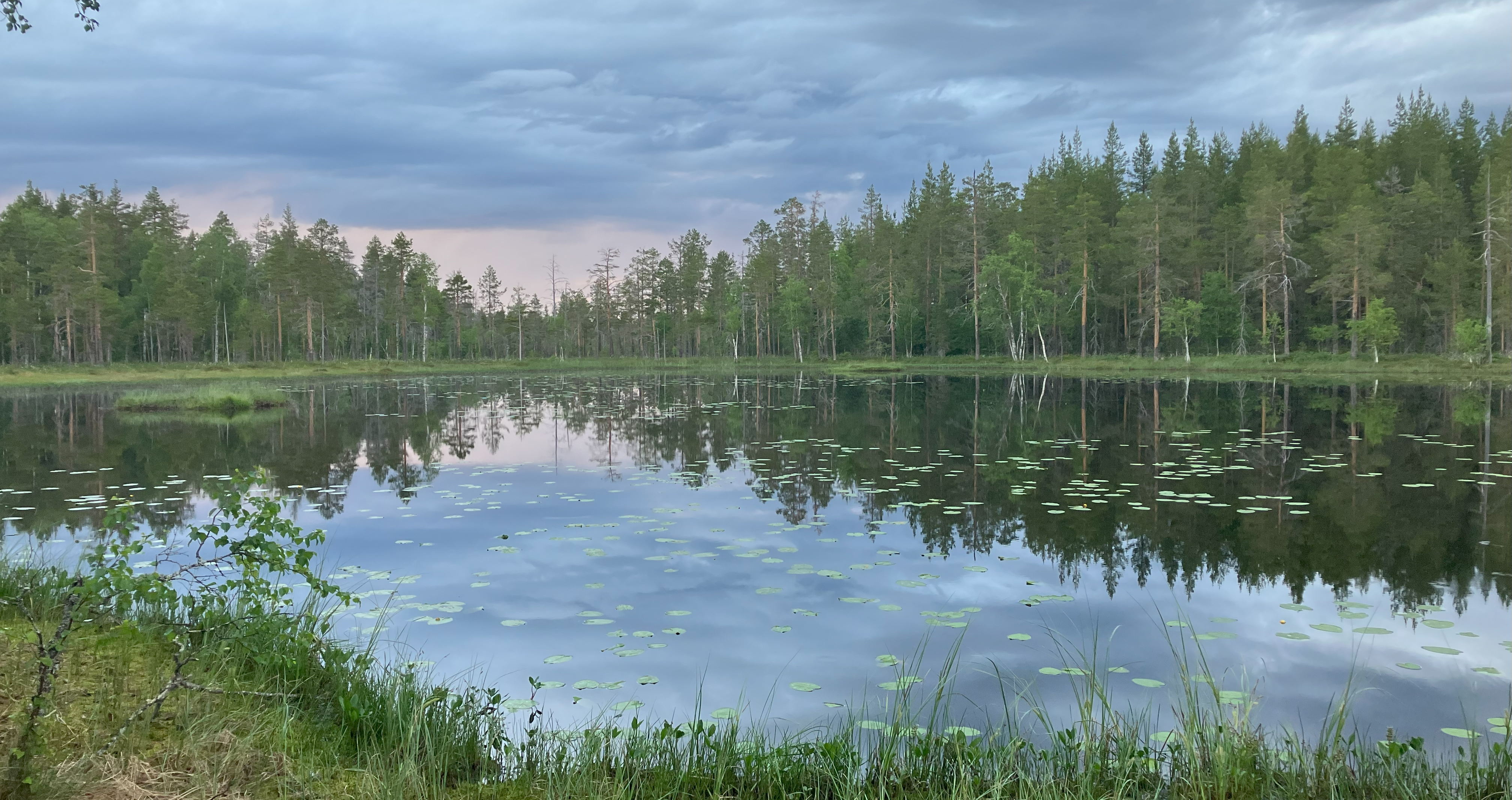 En skogstjärn i solnedgång