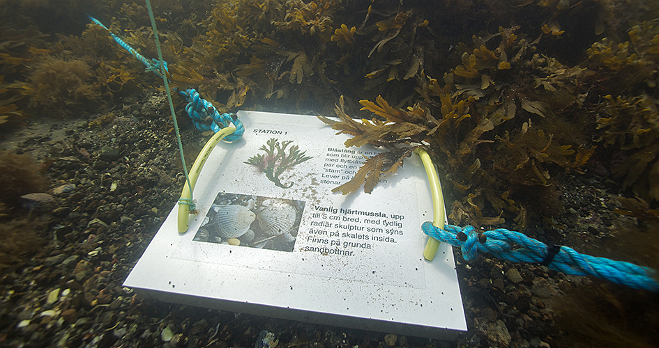 En text om musslor och tång på havets botten, en del i snorkelleden.