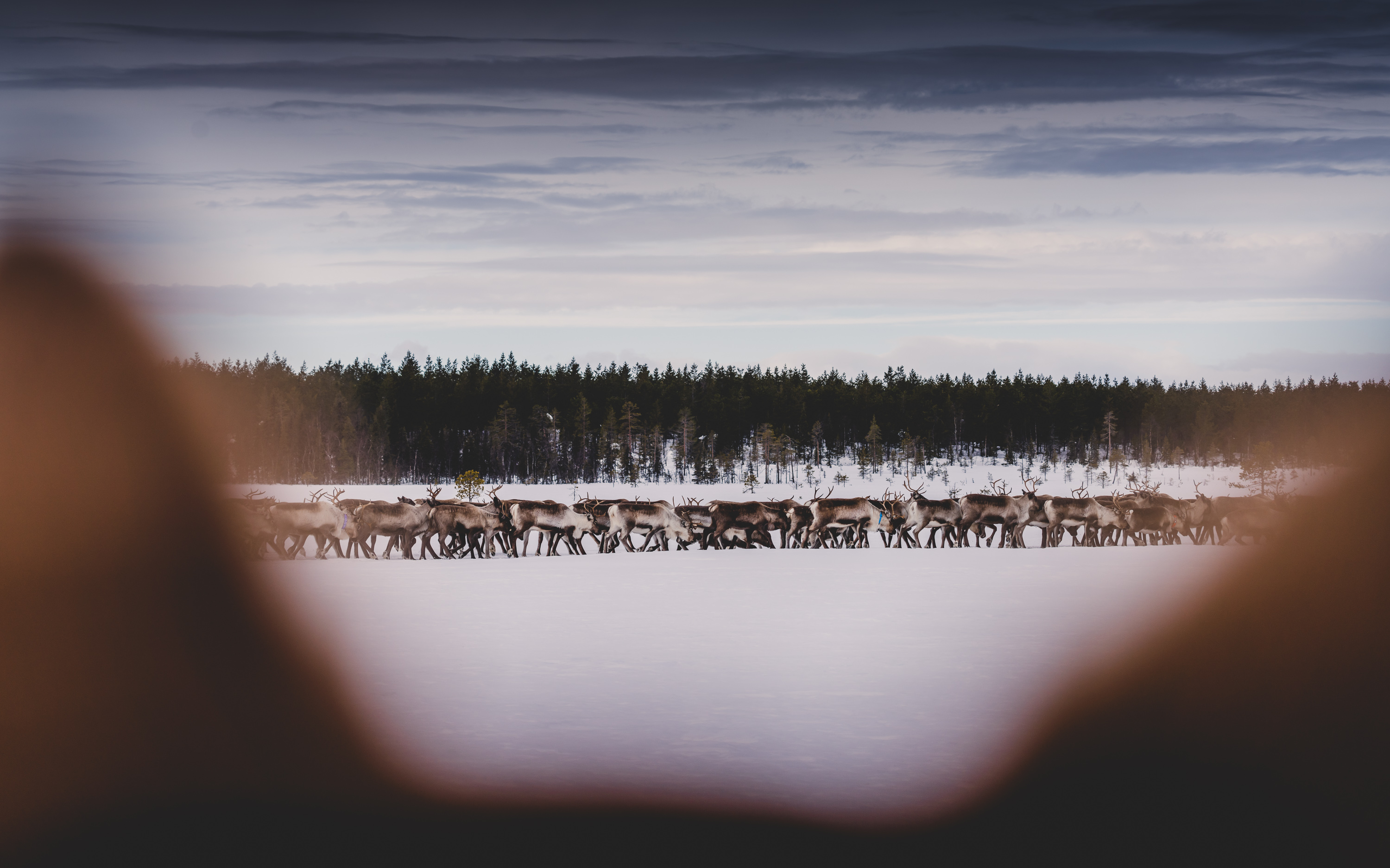 A reindeer herd watched by a dog