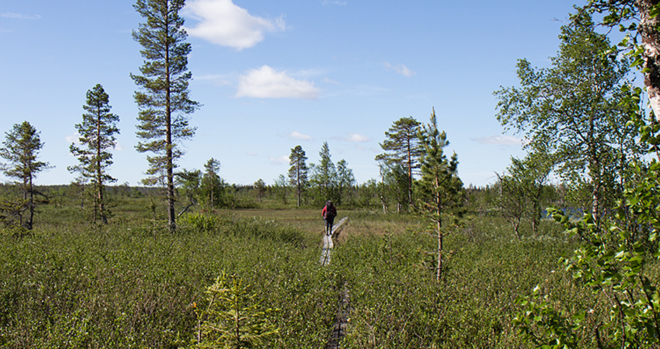 En person vandrar på en spånga Muddus/Muttos nationalpark .