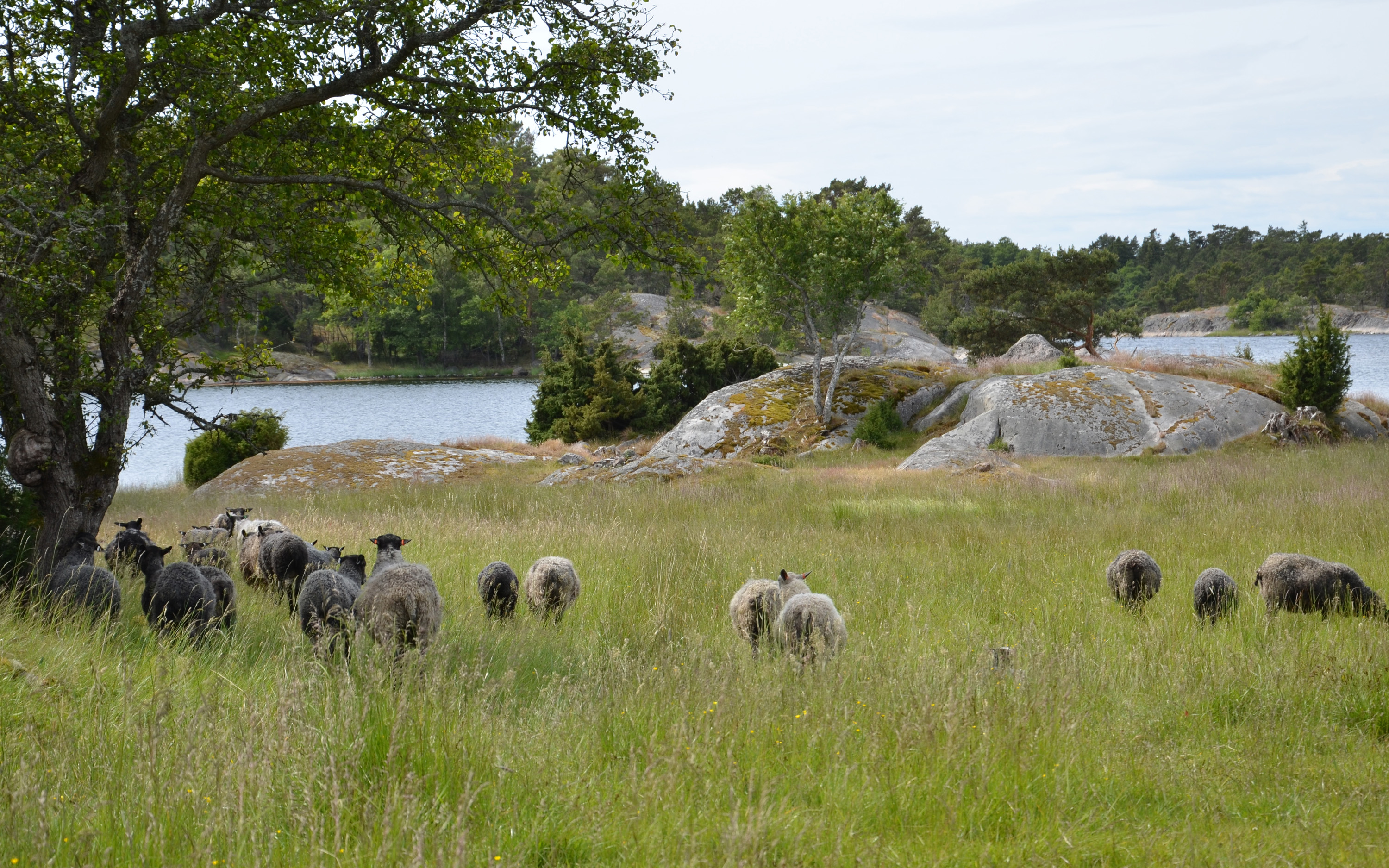 En grupp får betar på en äng. I bakgrunden syns klippor och vatten.