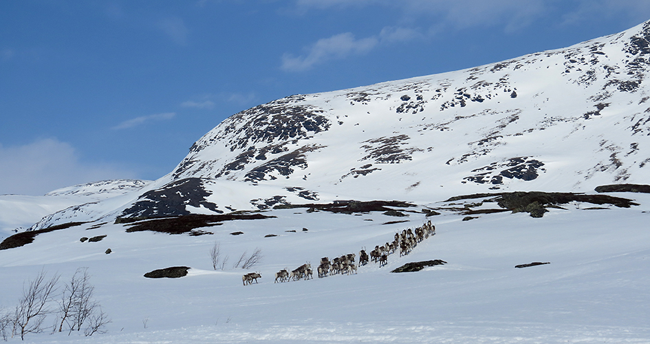 Renar som vandrar uppåt på ett snöigt fjäll.