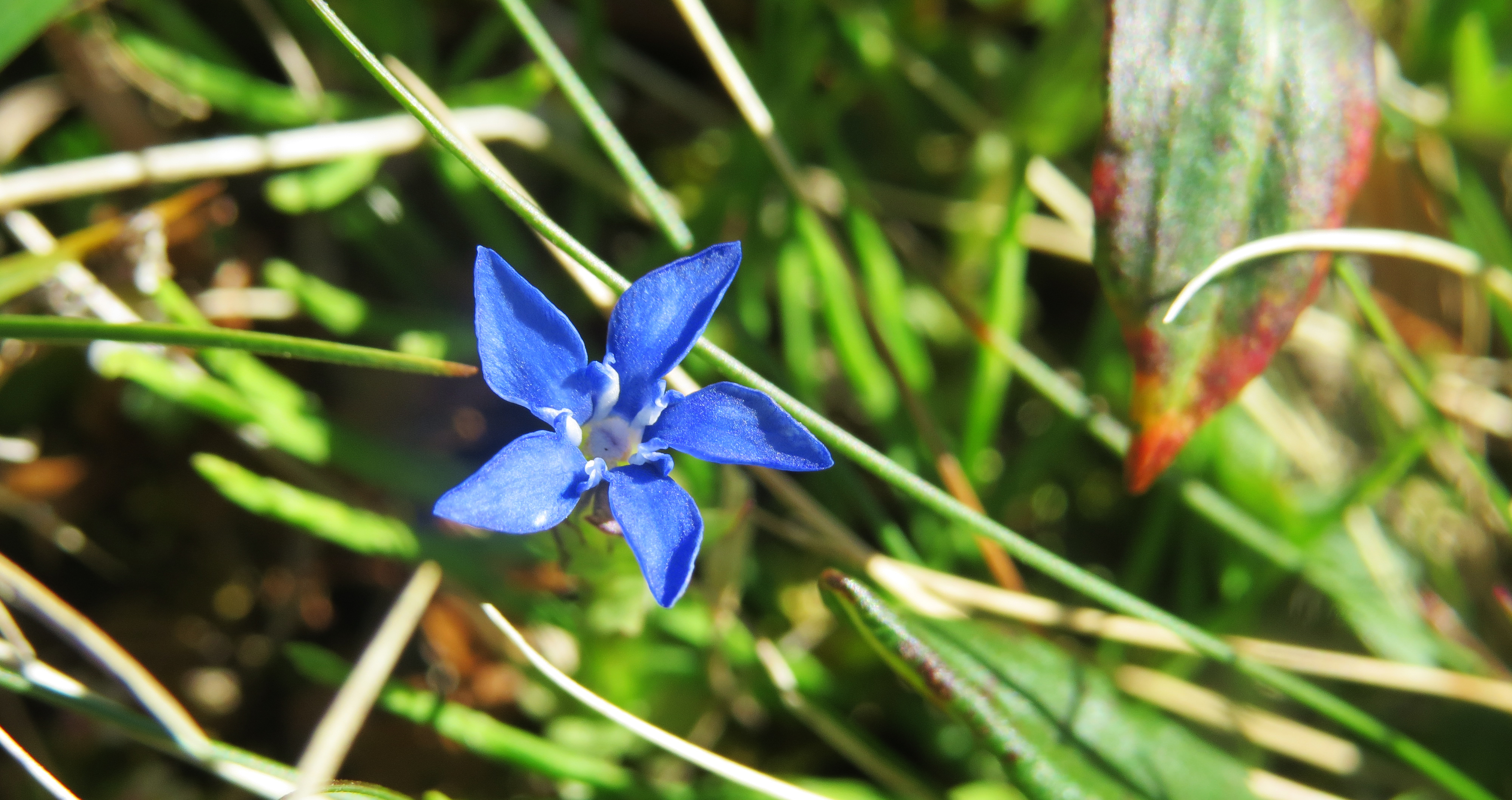 Fjällgentiana, närbild på blå blomma.