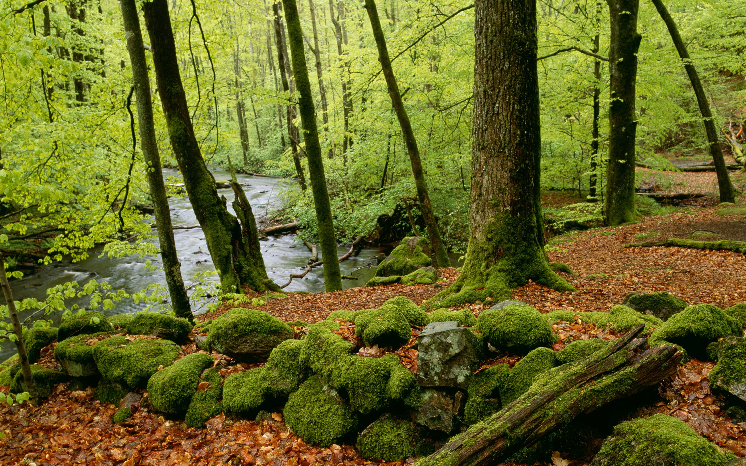 Mossklädd stenmur i grön ädellövsskog.