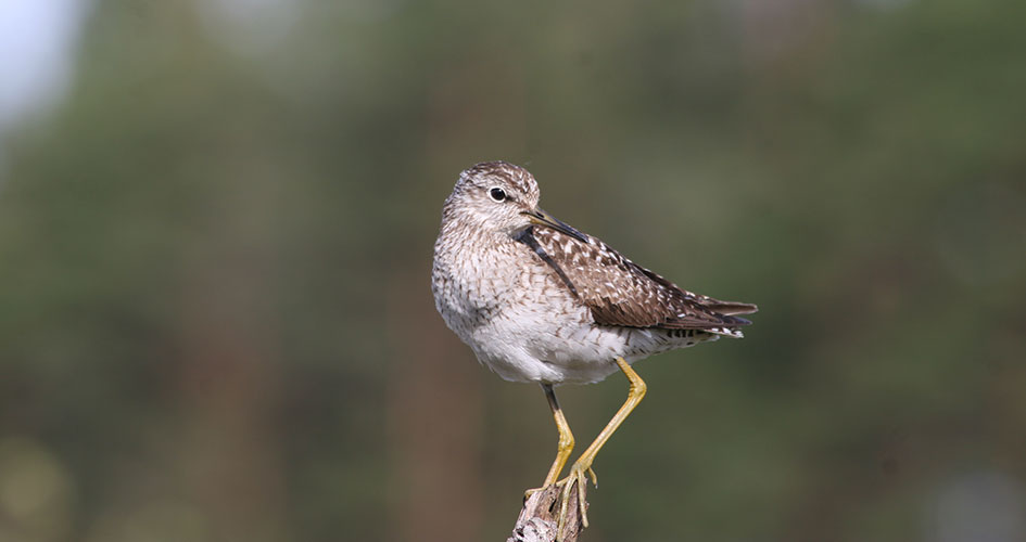 Närbild av en fågel, Grönbena, som sitter på en kvist.