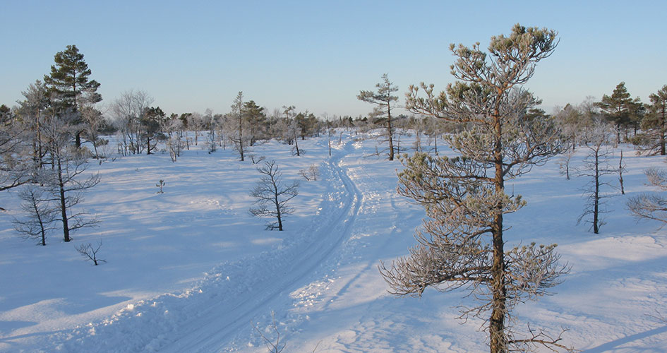 Skidspår till höger om kala träd i ett snötäckt landskap. Isblå himmel ovanför.