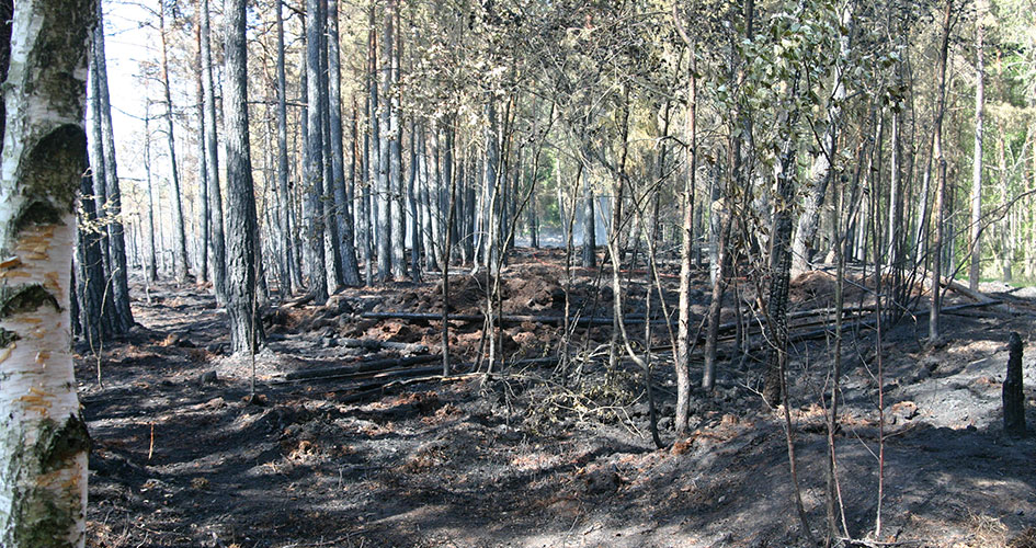 Brandskadad björkskog.