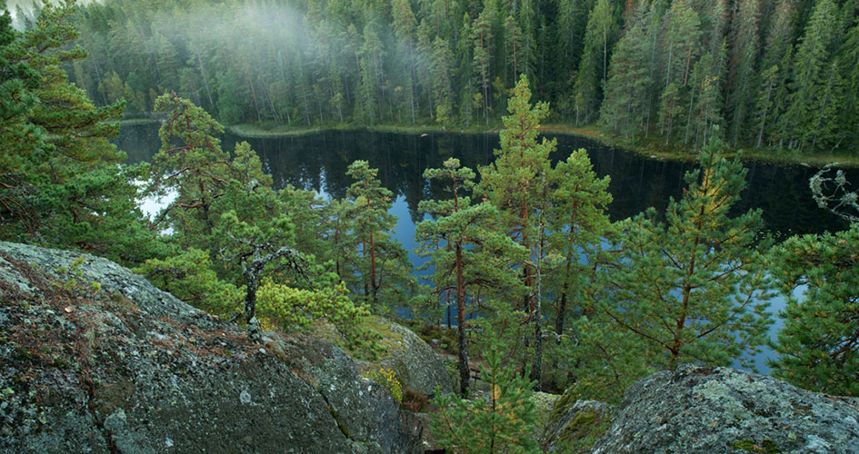 En sjö omgiven av tallskog.