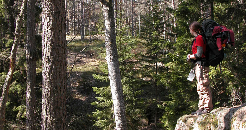 En besökare står på en stor sten och tittar in i skogen.