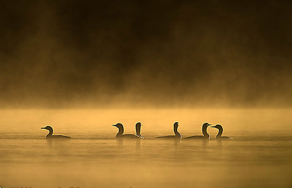 En grupp storlommar i kvällsljuset i en dimmig sjö.