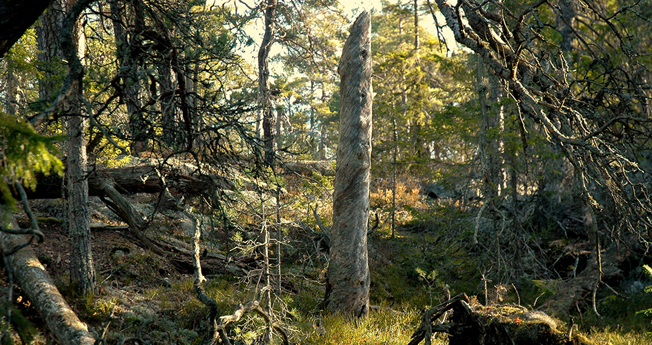 Skogsbild med stubbar och nedfallna träd i skogen.