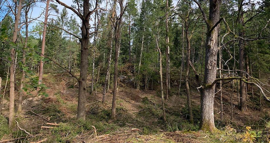 Lövskog.