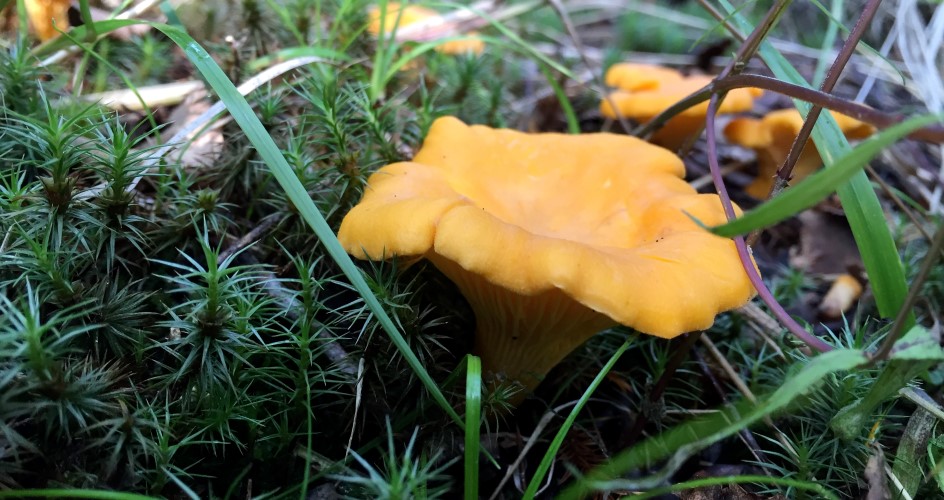 Gula kantareller.
