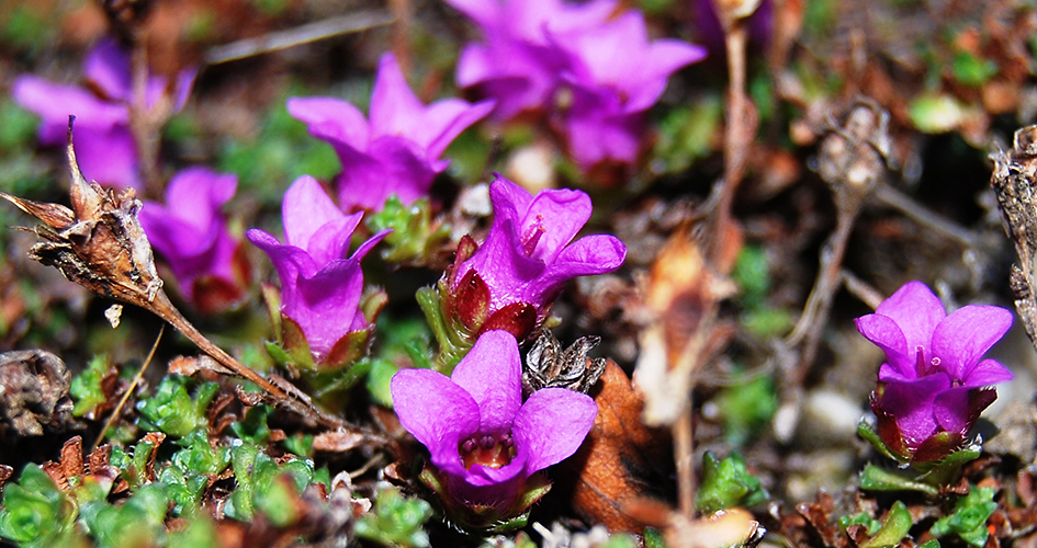 Purple mountain saxifrage.