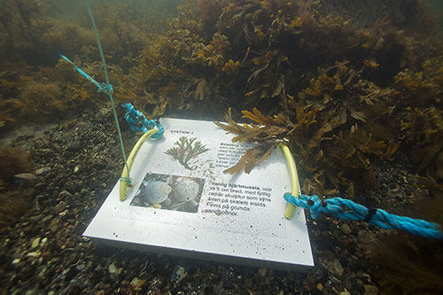 Schnorcheln Teil des Koster Sea Nationalpark